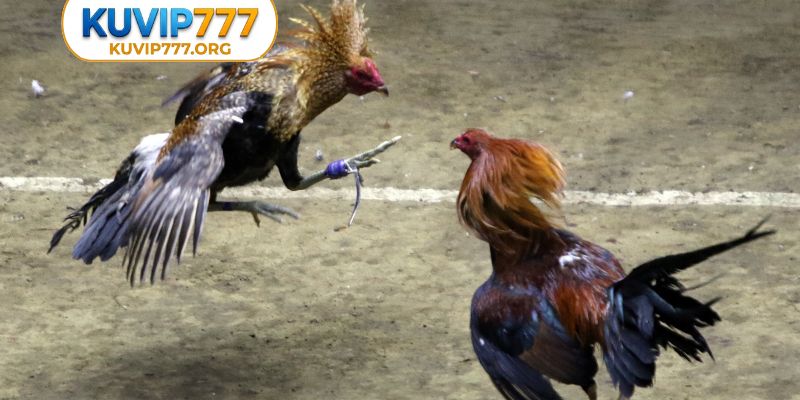 2 kiểu đá gà KUVIP777 thường thấy