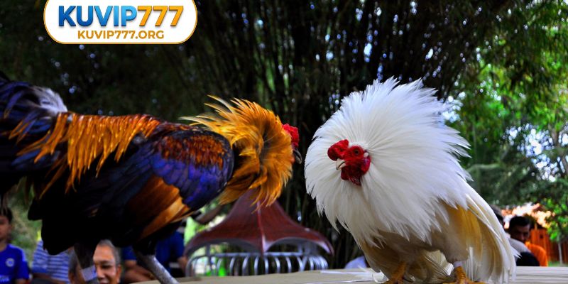 Đá gà KUVIP777 có gì hấp dẫn đến thế?