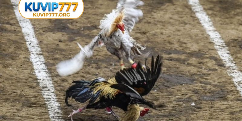 Đá gà KUVIP777 theo phong thủy là sao?